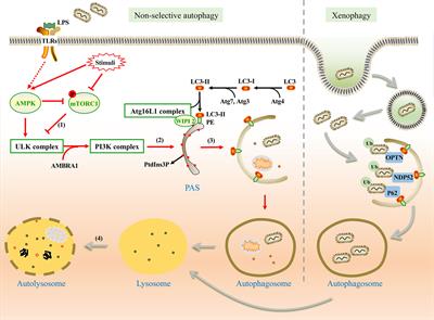 Interaction Between Autophagy and Porphyromonas gingivalis-Induced Inflammation